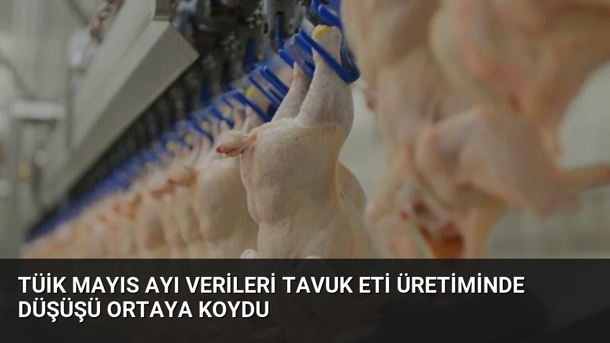 TÜİK Mayıs Ayı Verileri Tavuk Eti Üretiminde Düşüşü Ortaya Koydu