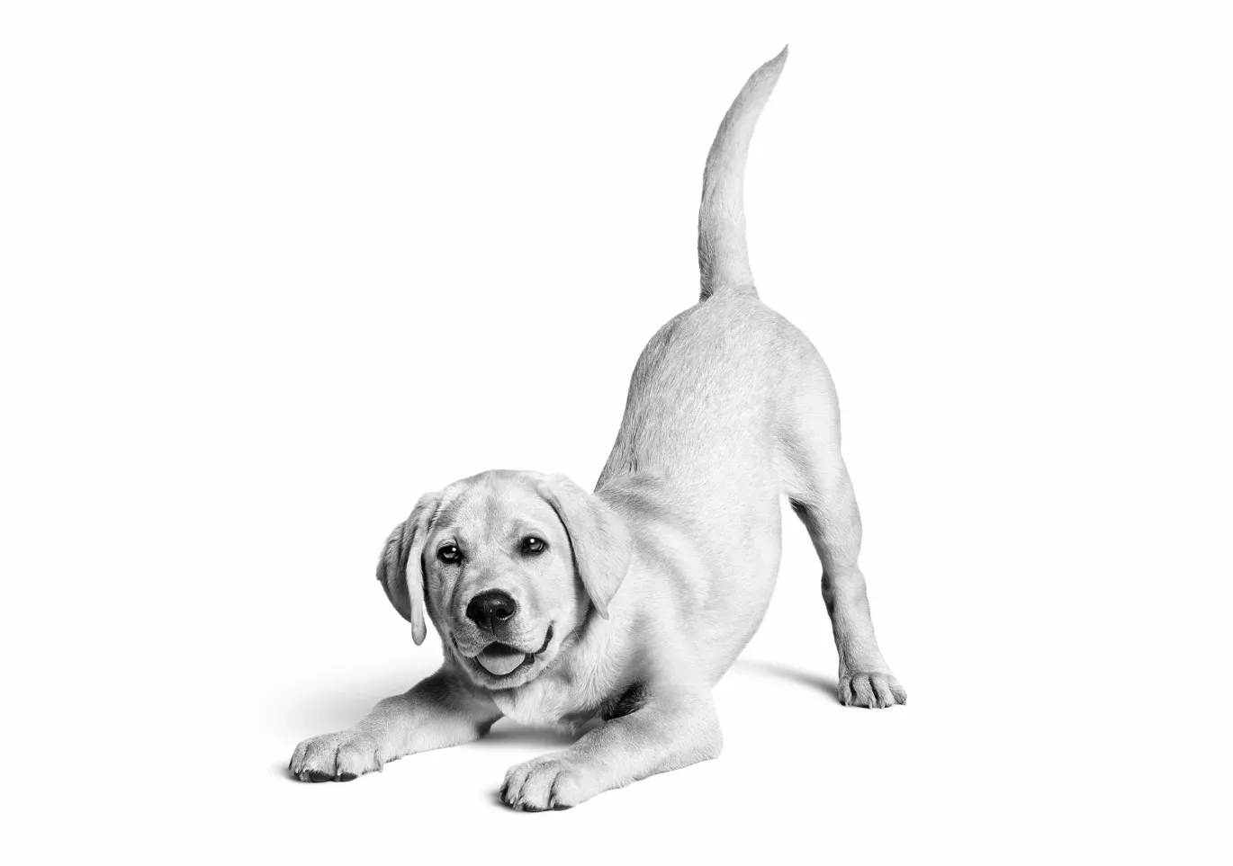 Royal Canin Türkiye’de 10. yılını kutluyor: 6,4 milyon kedi ve köpeğe ulaştı