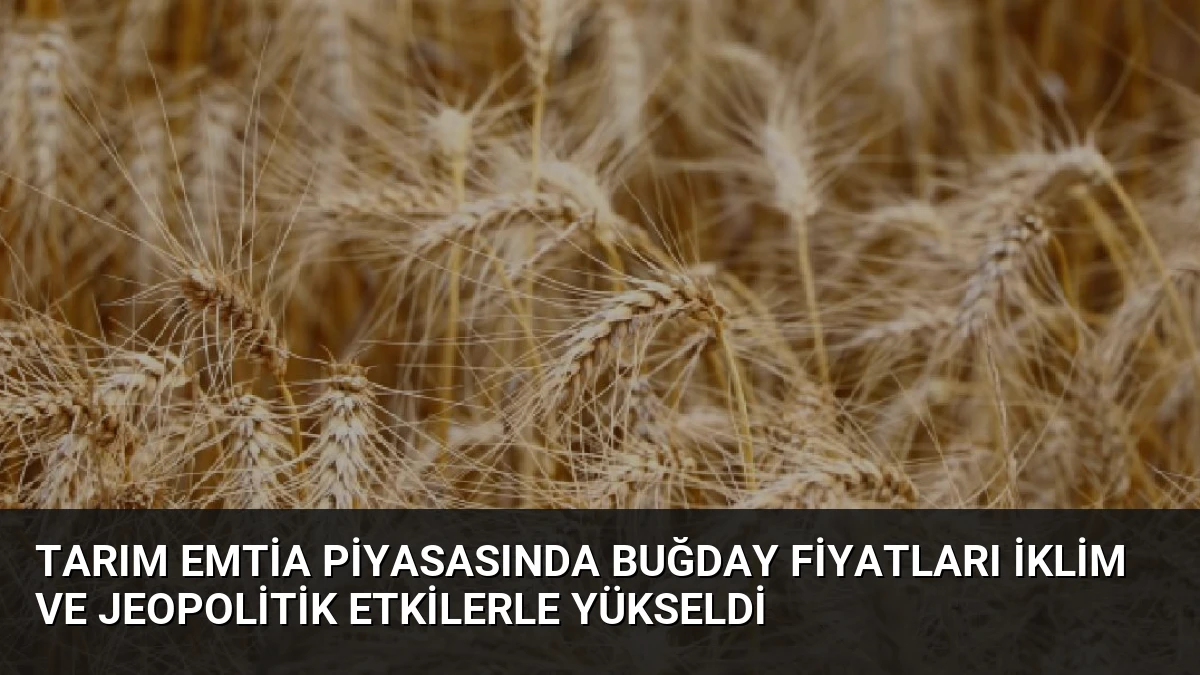 Tarım Emtia Piyasasında Buğday Fiyatları İklim ve Jeopolitik Etkilerle Yükseldi