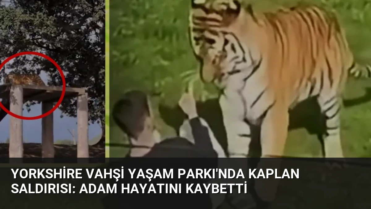 Yorkshire Vahşi Yaşam Parkı’nda Kaplan Saldırısı: Adam Hayatını Kaybetti